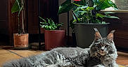 Milo participe au concours pour gagner de l'argent avec cette photo : cat, cozy, domestic_animal, ears_up, feline, floor, fluffy, gray_cat, green_leaves, home, indoor, natural_light, pet, plants, potted_plants, red_flowers, relaxed, resting, tile_floor, window