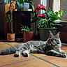 cat, cozy, domestic_animal, ears_up, feline, floor, fluffy, gray_cat, green_leaves, home, indoor, natural_light, pet, plants, potted_plants, red_flowers, relaxed, resting, tile_floor, window