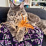 Milo participe au concours pour gagner de l'argent avec cette photo : animal, bookshelf, cat, couch, cushion, decor, ears, feathers, feline, fur, green, home, indoor, maine_coon, patterned, pet, purple, relaxed, toy, whiskers