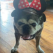 Dudley Leroy is registered to the contest to win money with this photo: dog, pug, pet, indoor, flooring, wood_floor, costume, minnie_mouse_ears, tongue_out, happy, animal, cute, small_dog, brindle_coat, playful, ears, face, standing, house, canine