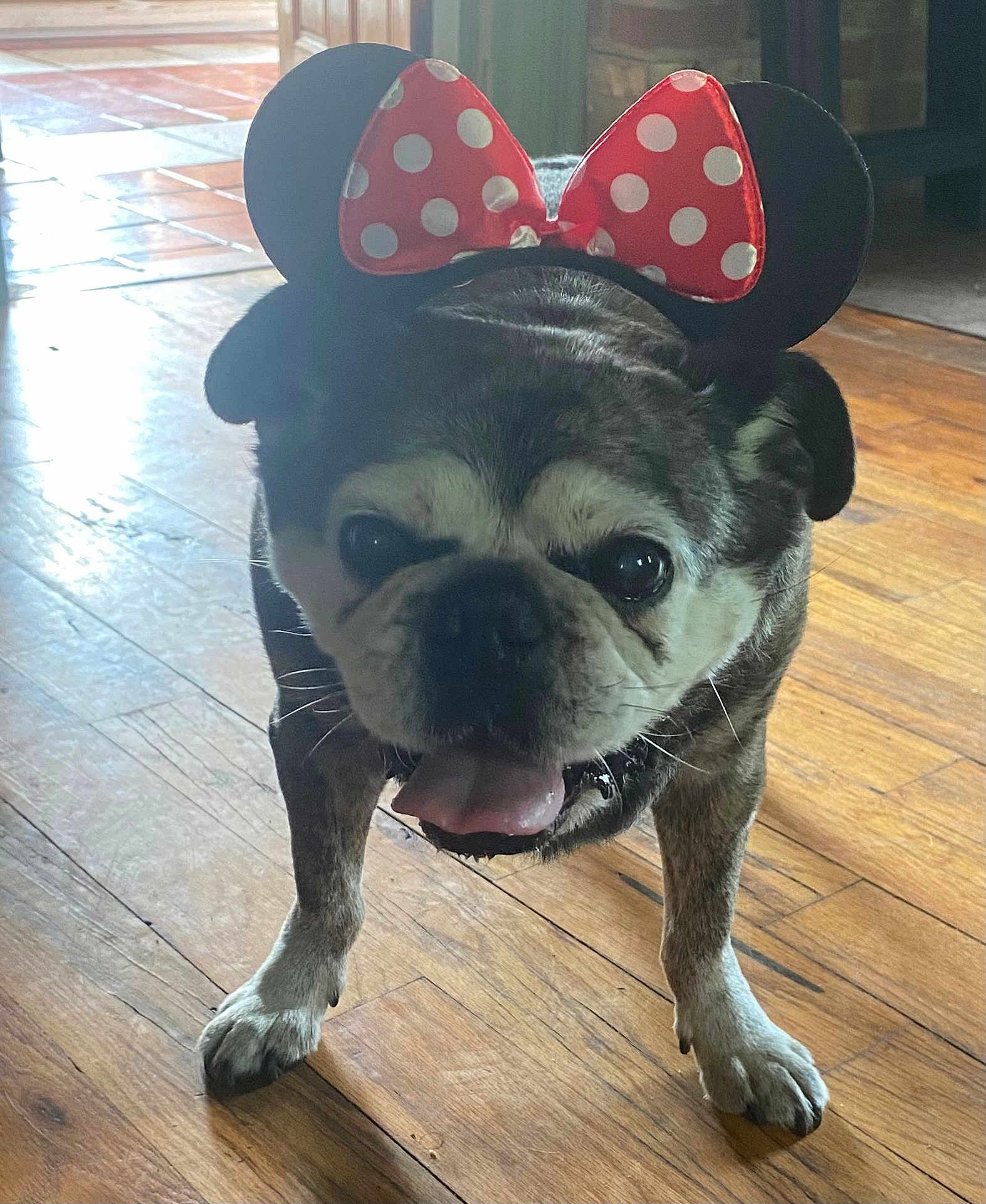 Dudley Leroy is registered to the contest to win money with this photo: dog, pug, pet, indoor, flooring, wood_floor, costume, minnie_mouse_ears, tongue_out, happy, animal, cute, small_dog, brindle_coat, playful, ears, face, standing, house, canine