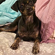 Clover is registered to the contest to win money with this photo: dog, pet, small_dog, black_dog, brown_dog, bed, pillow, floral_pattern, indoors, cute, portrait, animal, laying_down, fur, ears, face, expression, resting, companion, domestic_animal