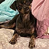 dog, pet, small_dog, black_dog, brown_dog, bed, pillow, floral_pattern, indoors, cute, portrait, animal, laying_down, fur, ears, face, expression, resting, companion, domestic_animal