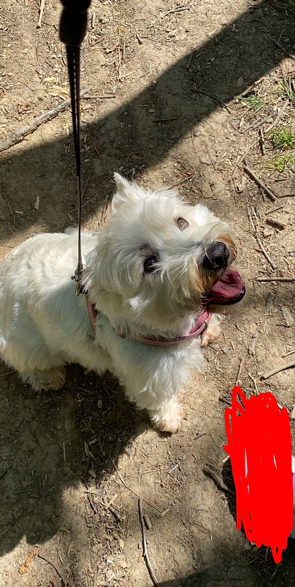 Tammy joined the competition — help win amazing prizes! cairn_terrier, canidae, carnivore, companion_dog, dog, dog_breed, glen_of_imaal_terrier, maltese, mammal, rare_breed_dog, sealyham_terrier, small_terrier, sporting_lucas_terrier, terrier, toy_dog, vertebrate, west_highland_white_terrier