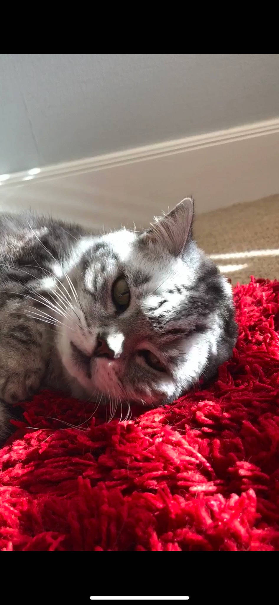 Cherry joined the competition — help win amazing prizes! american_shorthair, asian, british_shorthair, carnivore, cat, domestic_short_haired_cat, european_shorthair, felidae, fur, kitten, mammal, small_to_medium_sized_cats, snout, tabby_cat, whiskers