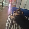animal, black, blanket, brown, couch, cozy, curious, dog, door, fan, floor, fur, furniture, indoor, looking_back, pet, radiator, relaxed, small_dog, striped