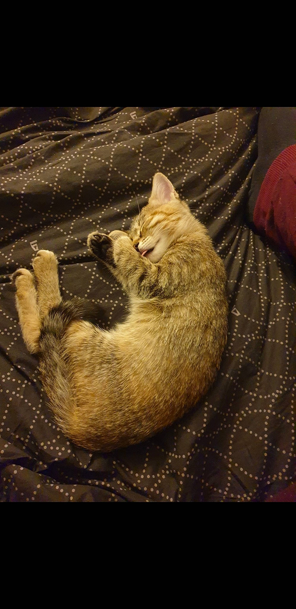 Reina participe au concours pour gagner de l'argent avec cette photo : carnivore, cat, claw, comfort, darkness, domestic_short_haired_cat, fawn, felidae, fur, grey, linens, nap, paw, small_to_medium_sized_cats, snout, tail, tree, whiskers, window, wood