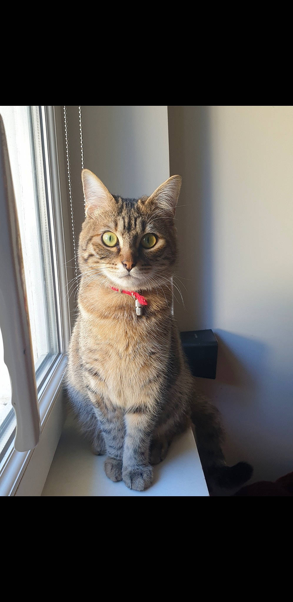 Reina a rejoint le concours — aidez-le/la à gagner de superbes lots ! carnivore, cat, domestic_short_haired_cat, door, felidae, flooring, fur, grey, paw, sitting, small_to_medium_sized_cats, tail, whiskers, window, wood