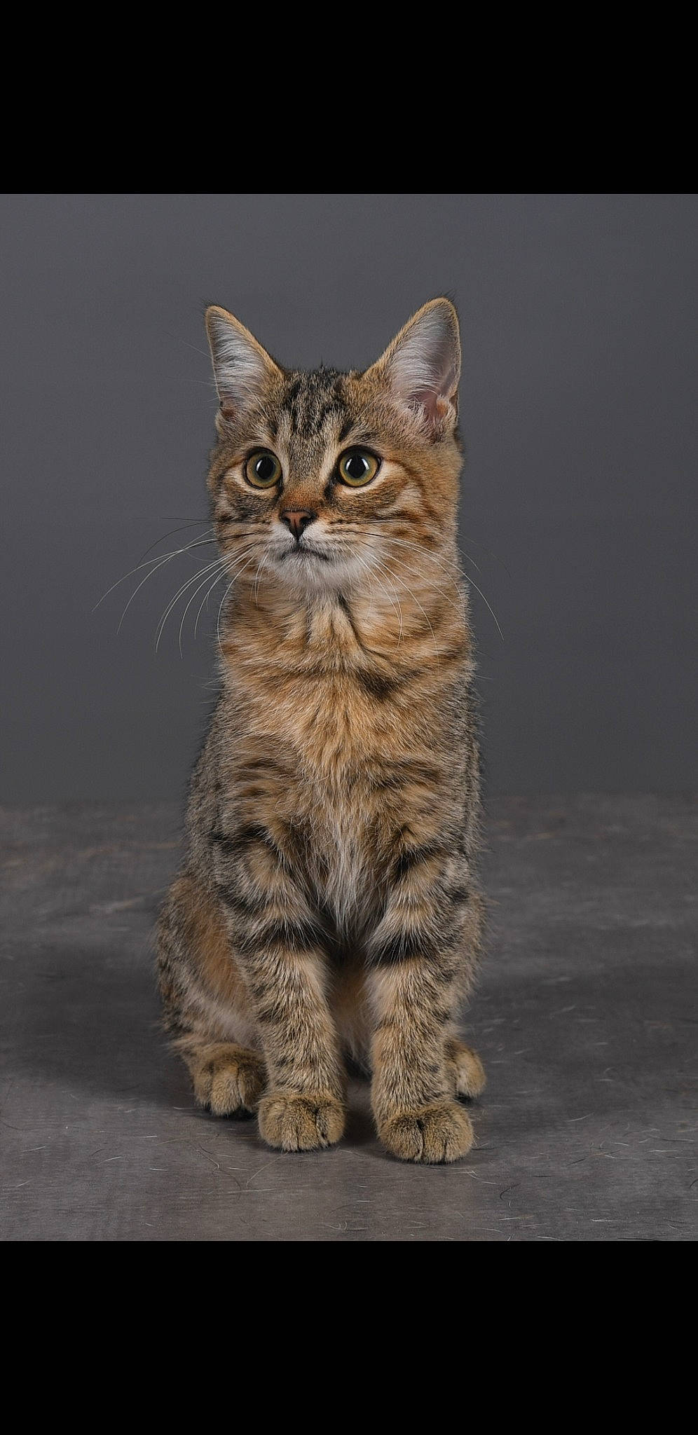 Reina participe au concours pour gagner de l'argent avec cette photo : carnivore, cat, claw, darkness, domestic_short_haired_cat, felidae, fur, grass, paw, road_surface, sitting, small_to_medium_sized_cats, snout, tail, terrestrial_animal, whiskers, wildlife, window