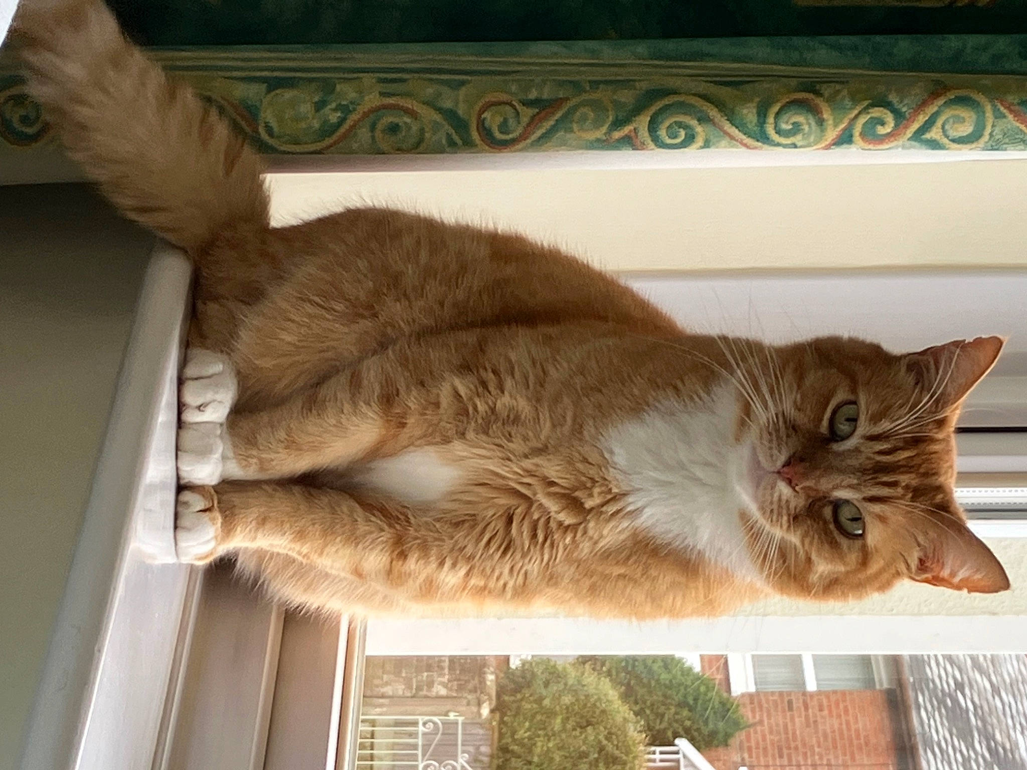 Colin is registered to the contest to win money with this photo: carnivore, cat, chartreux, claw, comfort, domestic_short_haired_cat, fawn, felidae, fur, hardwood, plant, small_to_medium_sized_cats, snout, table, tail, tree, whiskers, window, wood