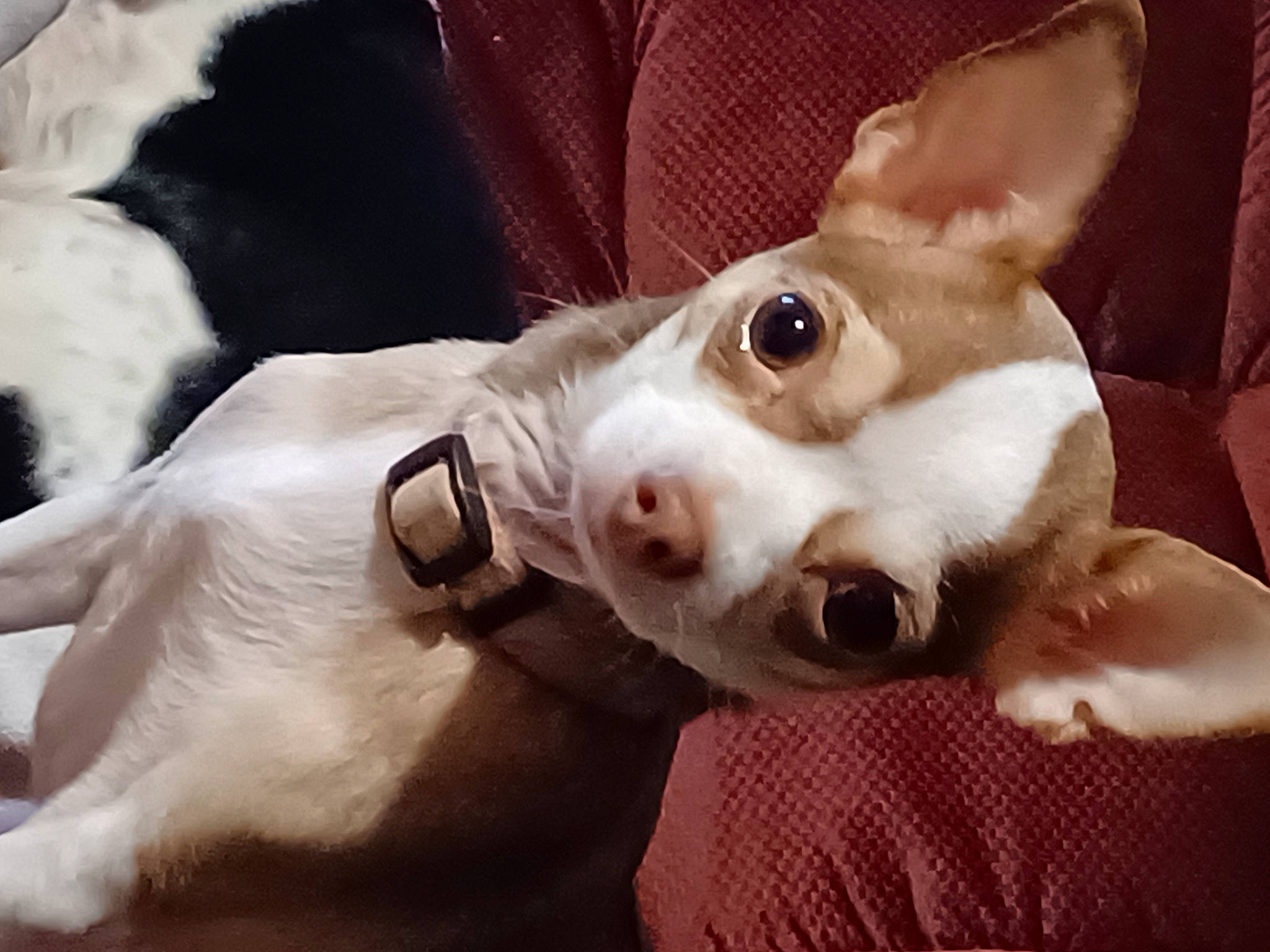 Bella is registered to the contest to win money with this photo: ancient_dog_breeds, canidae, carnivore, collar, companion_dog, dog, dog_breed, dog_collar, ear, eye, fawn, fur, non_sporting_group, paw, puppy_love, snout, sporting_group, toy_dog, whiskers, working_animal