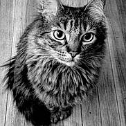 Nuka is registered to the contest to win money with this photo: animal, black_and_white, cat, closeup, cute, domestic_animal, ears, eyes, feline, fluffy, fur, indoor, looking_at_camera, mammal, pet, portrait, sitting, tabby, whiskers, wooden_floor