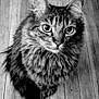 animal, black_and_white, cat, closeup, cute, domestic_animal, ears, eyes, feline, fluffy, fur, indoor, looking_at_camera, mammal, pet, portrait, sitting, tabby, whiskers, wooden_floor