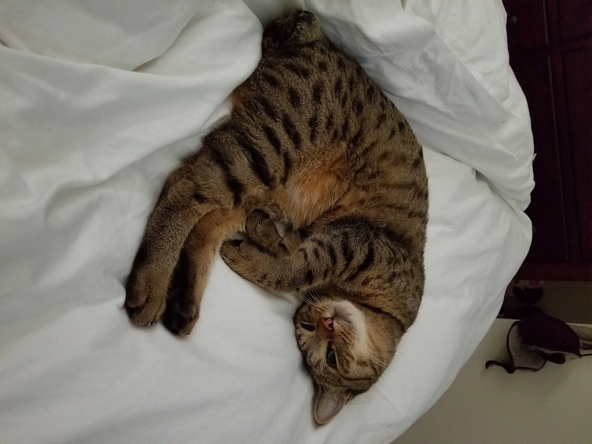 Leo is registered to the contest to win money with this photo: carnivore, cat, cat_bed, claw, comfort, domestic_short_haired_cat, fawn, felidae, fur, linens, nap, paw, sleep, small_to_medium_sized_cats, snout, tail, terrestrial_animal, whiskers, wildlife, wrinkle