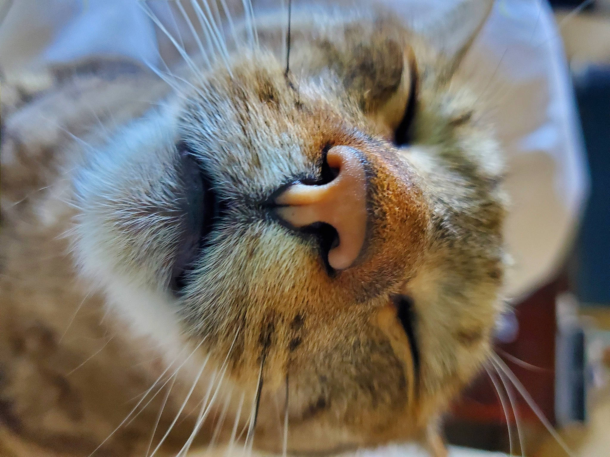 Leo joined the competition — help win amazing prizes! carnivore, cat, claw, close_up, comfort, domestic_short_haired_cat, fawn, felidae, fur, nap, paw, small_to_medium_sized_cats, snout, terrestrial_animal, whiskers, wildlife