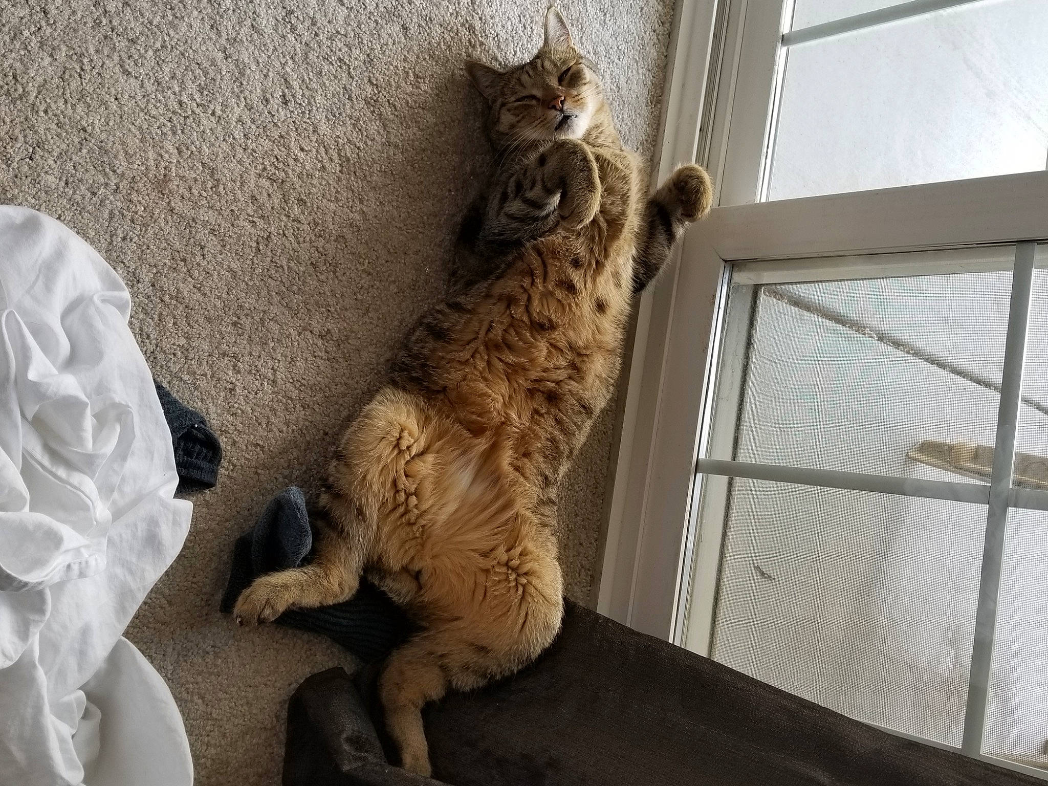 Leo joined the competition — help win amazing prizes! art, carnivore, cat, claw, domestic_short_haired_cat, fawn, felidae, fur, paw, room, small_to_medium_sized_cats, tail, terrestrial_animal, whiskers, window, wood