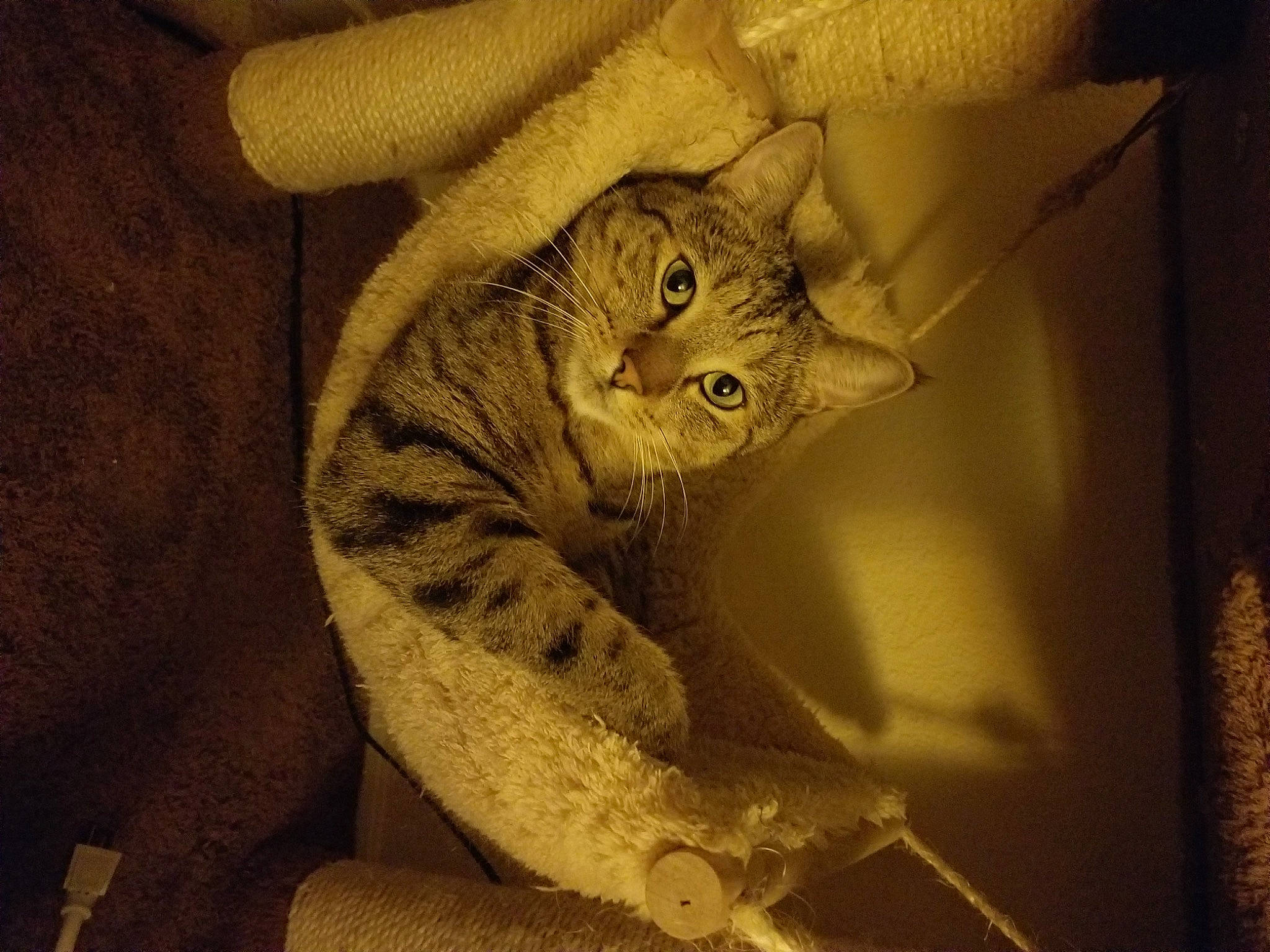 Leo joined the competition — help win amazing prizes! arm, carnivore, cat, cloud, comfort, domestic_short_haired_cat, eye, fawn, felidae, fur, grey, human_body, paw, small_to_medium_sized_cats, snout, tail, tree, whiskers, wildlife, wood