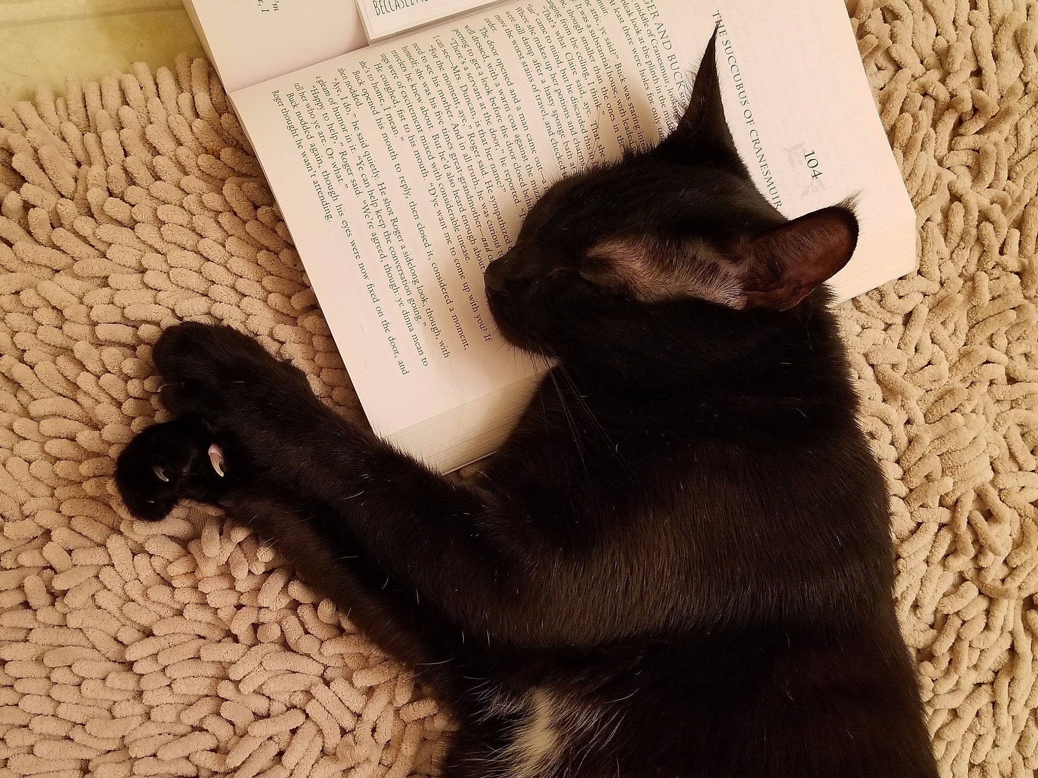 Luna joined the competition — help win amazing prizes! black_cat, bombay, carnivore, cat, cat_supply, claw, comfort, domestic_short_haired_cat, felidae, flooring, fur, havana_brown, paw, plant, shadow, small_to_medium_sized_cats, snout, tail, terrestrial_animal, whiskers