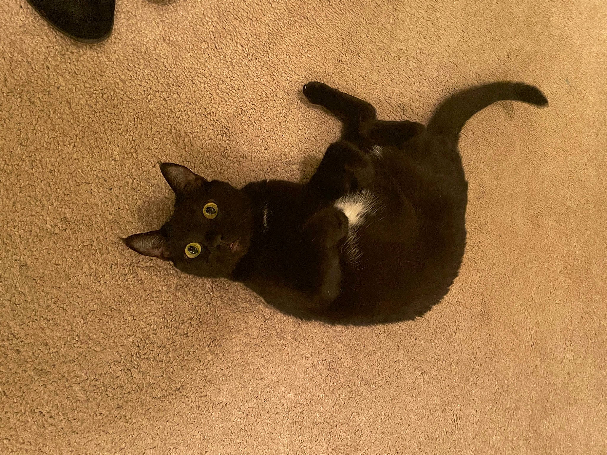 Luna joined the competition — help win amazing prizes! black_cat, bombay, carnivore, cat, claw, domestic_short_haired_cat, felidae, floor, flooring, fur, grey, havana_brown, paw, sand, shadow, small_to_medium_sized_cats, tail, terrestrial_animal, whiskers, wood