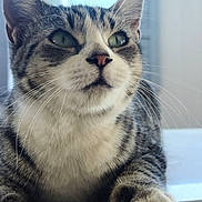 Stinky joined the competition — help win amazing prizes! cat, tabby, close_up, green_eyes, paws, whiskers, fur, resting, indoor, pet, animal, mammal, cute, domestic, calm, face, nose, ears, portrait, feline