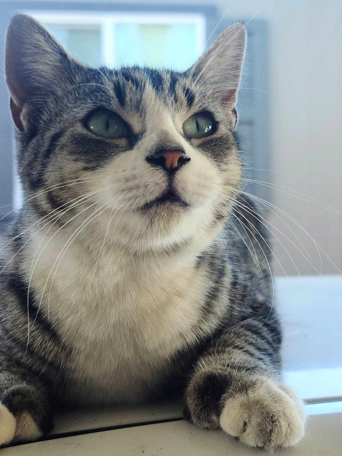 Stinky joined the competition — help win amazing prizes! cat, tabby, close_up, green_eyes, paws, whiskers, fur, resting, indoor, pet, animal, mammal, cute, domestic, calm, face, nose, ears, portrait, feline