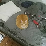Max is registered to the contest to win money with this photo: cat, orange_tabby, bed, pillow, blanket, gray_sheets, loaf_position, indoor, wooden_floor, sleeping_area, pet, feline, fur, ears, whiskers, looking, resting, cozy, domestic, animal