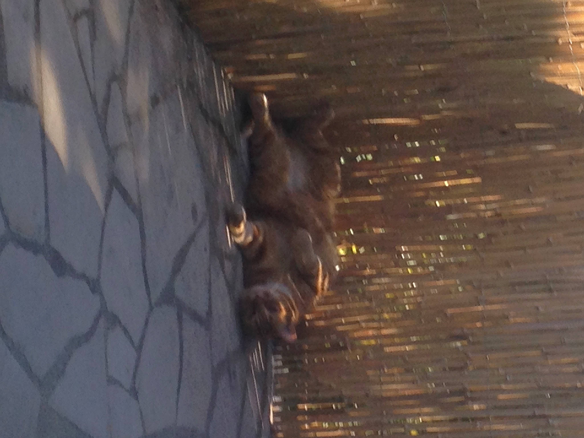 Arthur participe au concours pour gagner de l'argent avec cette photo : canidae, city, darkness, dog, felidae, flooring, fur, hardwood, metal, reflection, shadow, sky, snout, sporting_group, tail, tints_and_shades, water, whiskers, wildlife, wood