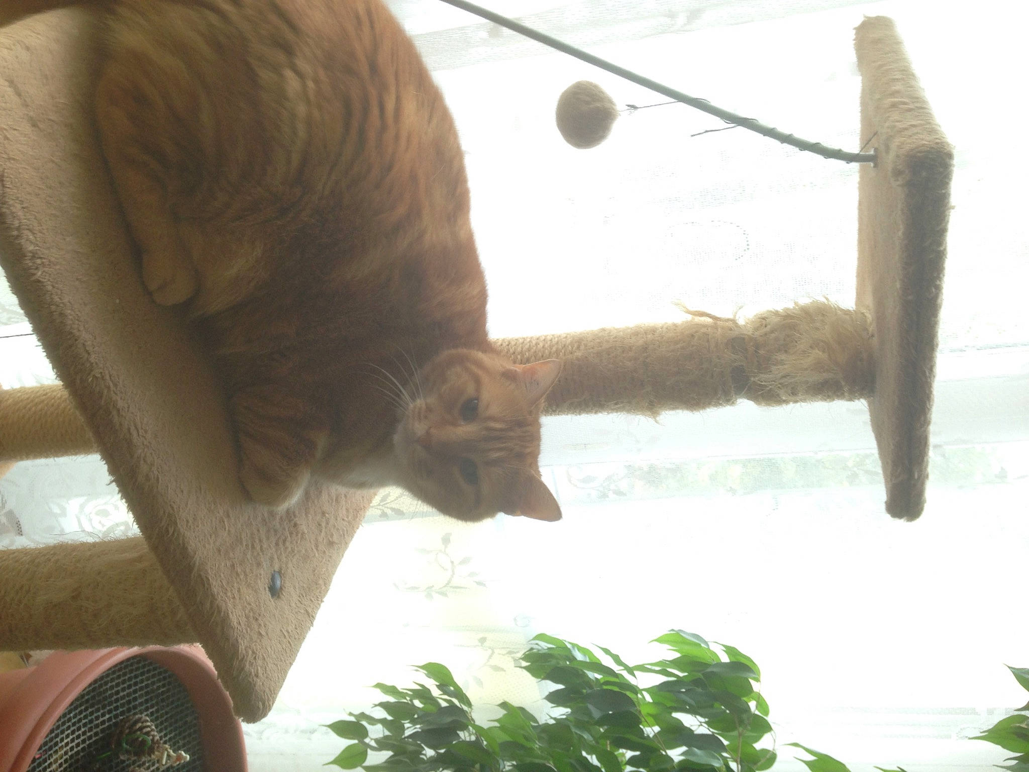 Arthur participe au concours pour gagner de l'argent avec cette photo : ball, carnivore, cat, domestic_short_haired_cat, felidae, grass, photograph, photography, plant, shade, small_to_medium_sized_cats, snapshot, snout, tail, terrestrial_animal, tints_and_shades, twig, whiskers, wildlife, wood