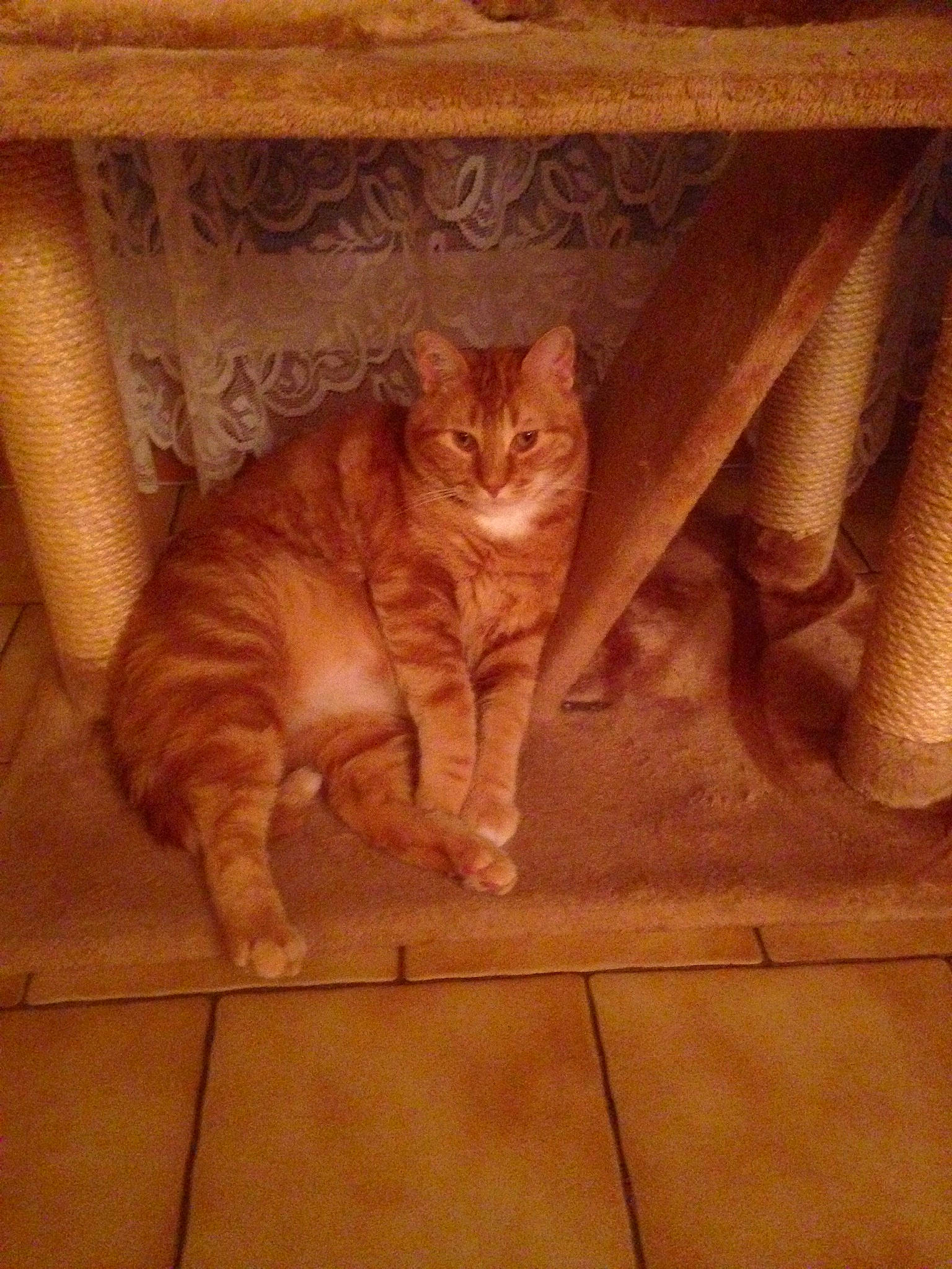 Arthur a rejoint le concours — aidez-le/la à gagner de superbes lots ! carnivore, cat, comfort, door, fawn, felidae, floor, flooring, hardwood, mammal, pattern, small_to_medium_sized_cats, snout, tail, textile, tints_and_shades, whiskers, window, wood, wood_stain