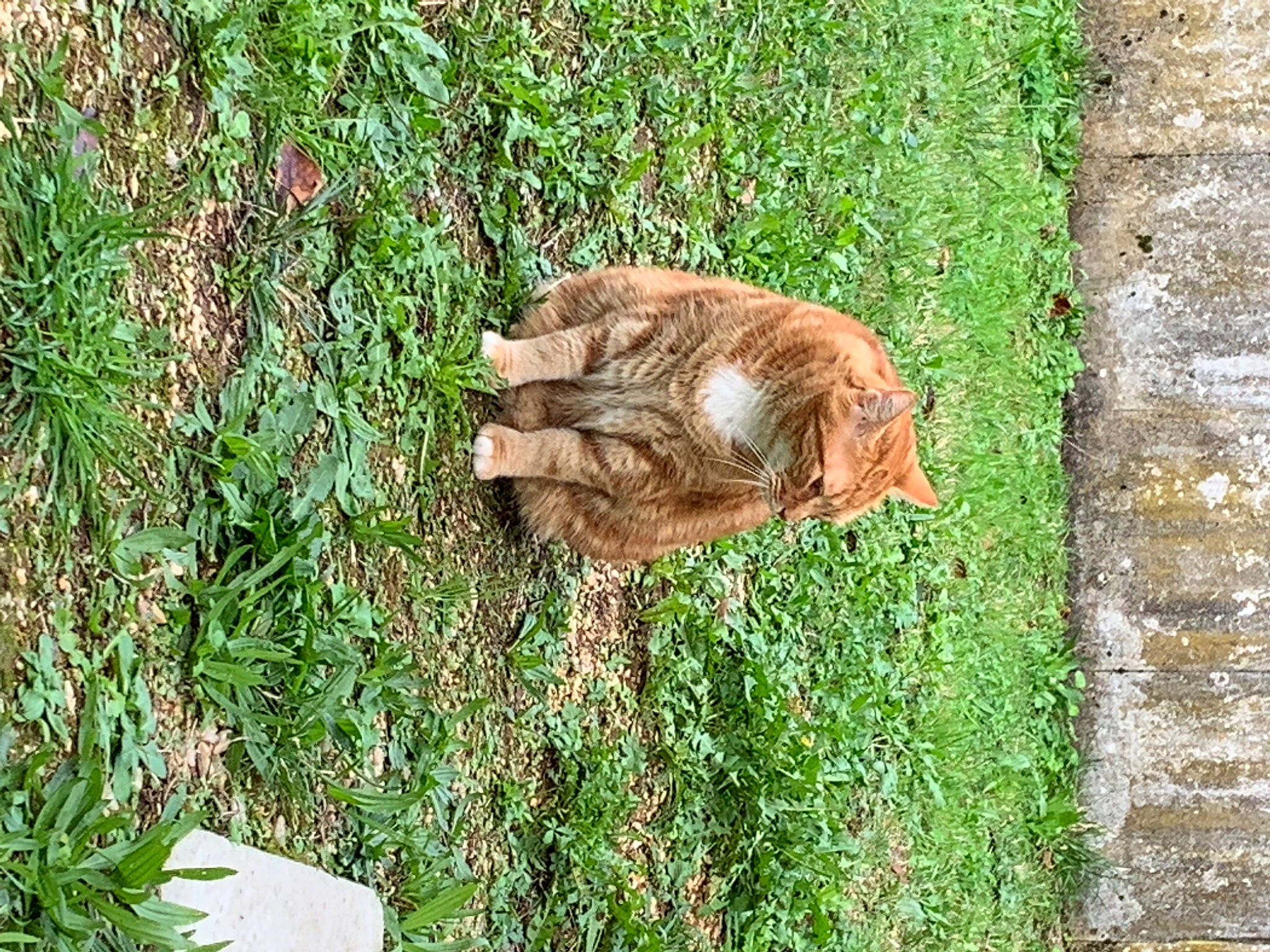 Arthur a rejoint le concours — aidez-le/la à gagner de superbes lots ! carnivore, cat, dog_breed, fawn, felidae, grass, grass_family, groundcover, lawn, liver, plant, shrub, small_to_medium_sized_cats, snout, sporting_group, tail, tree, trunk, whiskers, wood