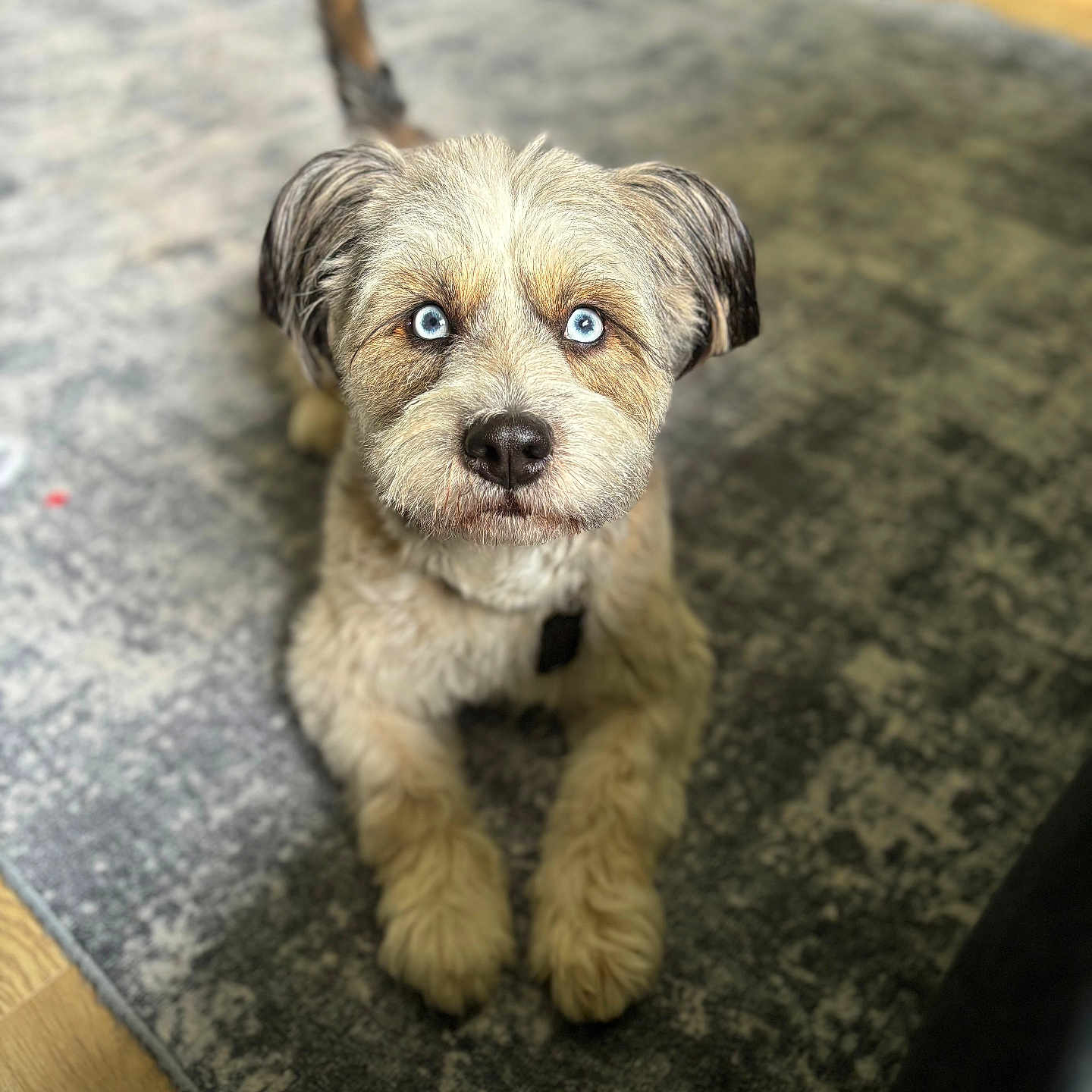 Togepi Simba Abrego joined the competition — help win amazing prizes! adorable, animal, blue_eyes, canine, carpet, companion, curious, cute, dog, domestic_animal, floor, fluffy, friendly, fur, home, indoor, looking_up, lying_down, paws, pet