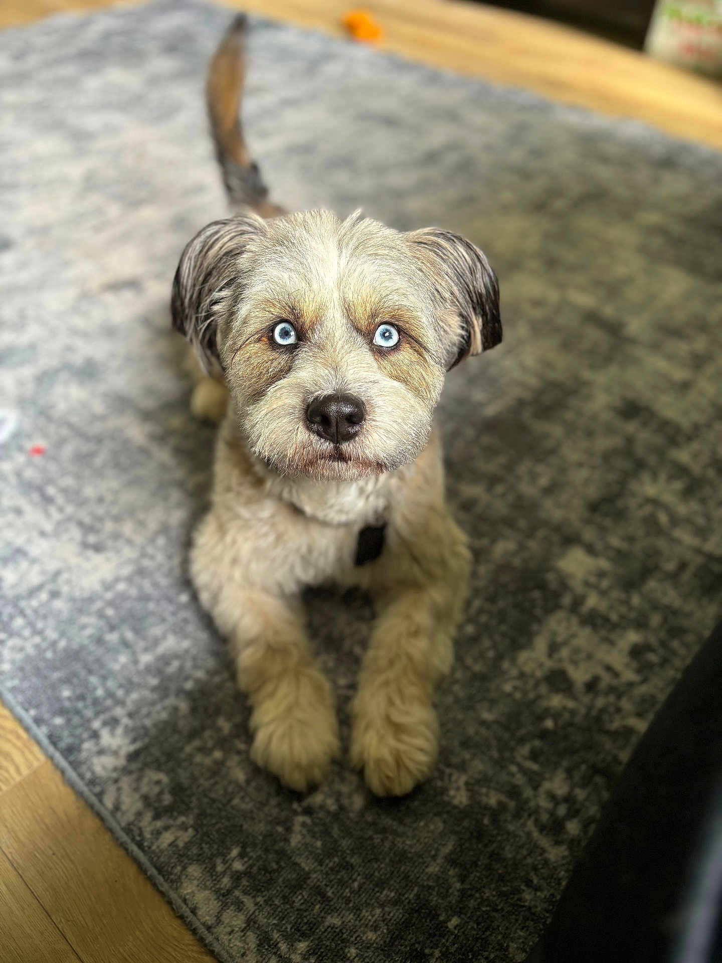 Togepi Simba Abrego joined the competition — help win amazing prizes! dog, blue_eyes, fluffy, pet, indoor, carpet, lying_down, cute, animal, fur, looking_up, paws, domestic_animal, canine, companion, home, floor, adorable, friendly, curious