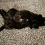 Star Pink joined the competition — help win amazing prizes! cat, black_cat, fluffy, pet, animal, indoor, carpet, relaxing, lying_down, feline, fur, whiskers, cute, domestic_animal, playful, eyes, resting, home, cozy, comfort