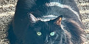 Star Pink joined the competition — help win amazing prizes! cat, black_cat, fluffy, pet, animal, indoor, carpet, sunlight, green_eyes, feline, cute, domestic_animal, fur, whiskers, sitting, relaxed, cozy, mammal, closeup, portrait
