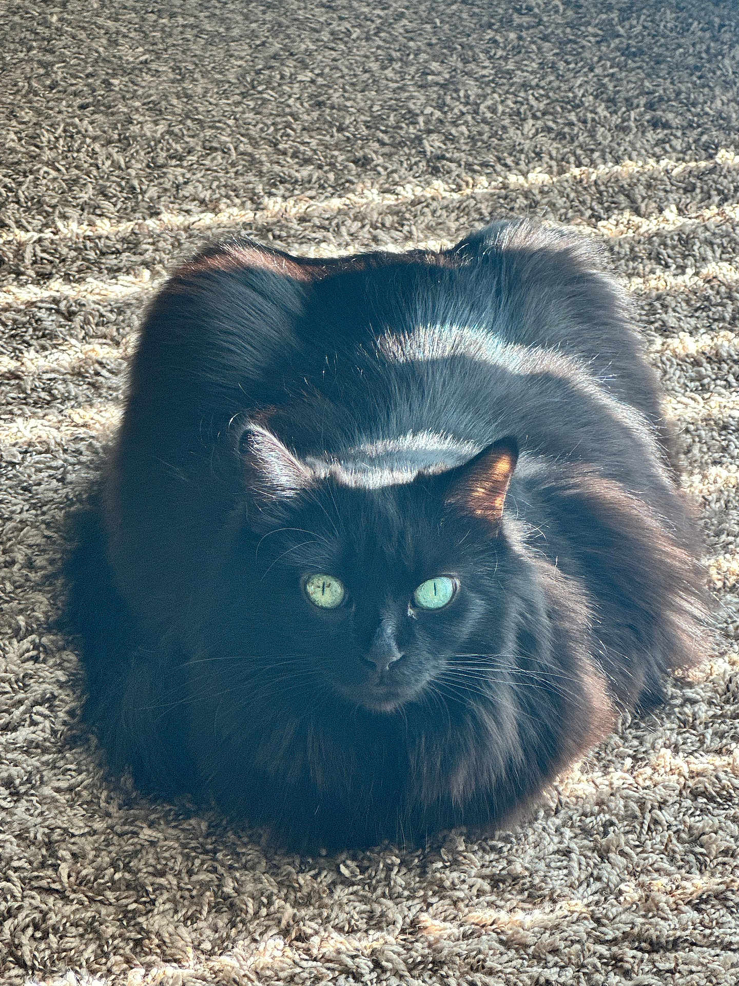 Star Pink joined the competition — help win amazing prizes! cat, black_cat, fluffy, pet, animal, indoor, carpet, sunlight, green_eyes, feline, cute, domestic_animal, fur, whiskers, sitting, relaxed, cozy, mammal, closeup, portrait