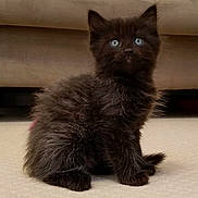 Star Pink joined the competition — help win amazing prizes! kitten, black_cat, blue_eyes, fluffy_fur, indoor, carpet, furniture, couch, pet, animal, cute, small, sitting, curious, young, mammal, feline, domestic, cozy, soft