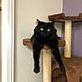 Star Pink is registered to the contest to win money with this photo: cat, black_cat, green_eyes, cat_tree, feline, pet, indoor, relaxed, lounging, fur, whiskers, claws, animal, domestic_animal, home, corner, scratch_post, brown, purple_wall, white_wall