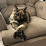 Pecksniffian is registered to the contest to win money with this photo: cat, tortoiseshell_cat, feline, pet, animal, indoor, armchair, furniture, crossed_paws, relaxed, fluffy, cute, cozy, domestic, mammal, whiskers, ears, seat, resting, living_room