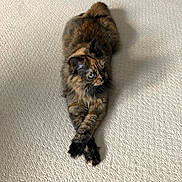 Pecksniffian joined the competition — help win amazing prizes! cat, tortoiseshell, feline, pet, animal, carpet, indoor, crossed_paws, fur, whiskers, green_eyes, relaxed, cute, mammal, domestic_animal, laying_down, texture, closeup, portrait, calm