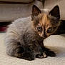 Pecksniffian is registered to the contest to win money with this photo: kitten, cat, feline, indoor, carpet, cute, fluffy, young, pet, animal, sitting, curious, blue_eyes, furry, small, domestic, cozy, home, couch, closeup