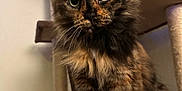 Pecksniffian joined the competition — help win amazing prizes! cat, tortoiseshell, fluffy, pet, indoor, cat_tree, curious, feline, whiskers, ears, eyes, fur, animal, cute, domestic, mammal, basket, brown, black, orange