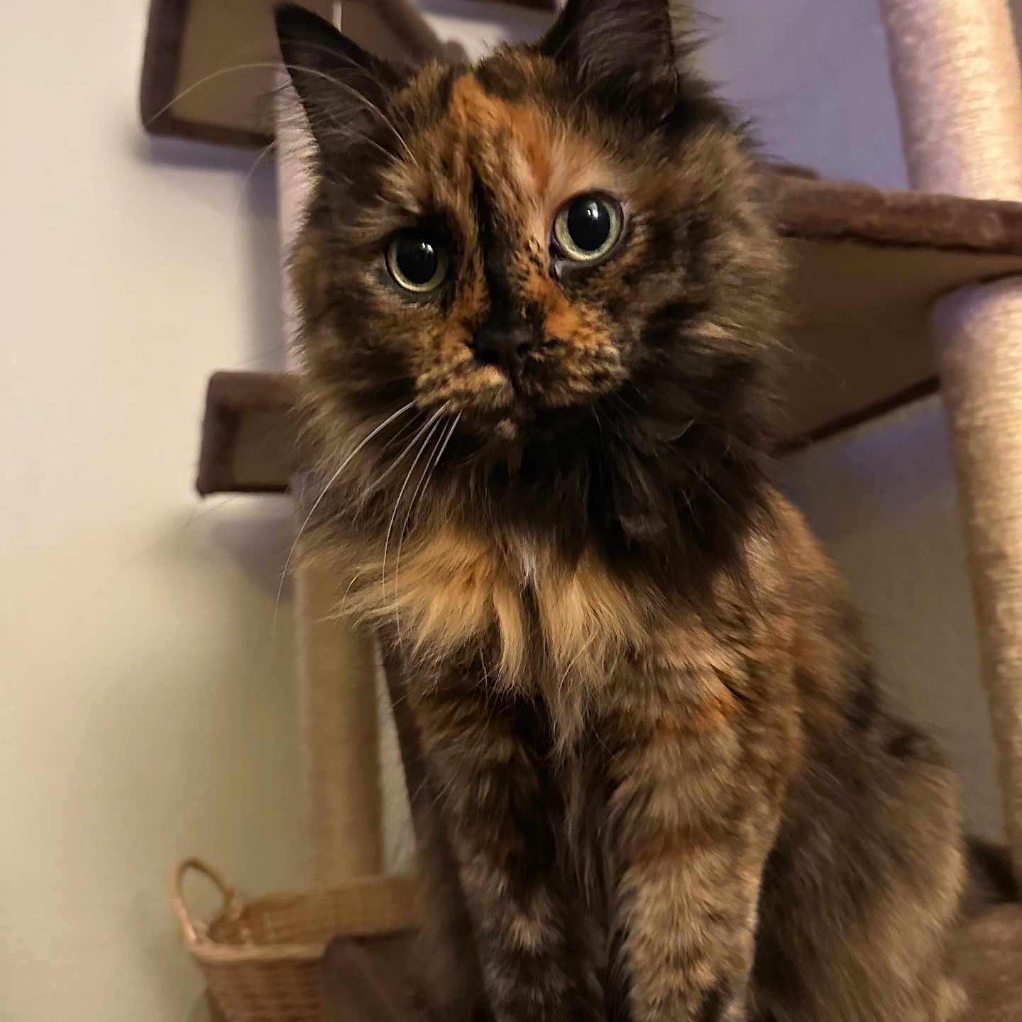 Pecksniffian joined the competition — help win amazing prizes! animal, basket, black, brown, cat, cat_tree, curious, cute, domestic, ears, eyes, feline, fluffy, fur, indoor, mammal, orange, pet, tortoiseshell, whiskers