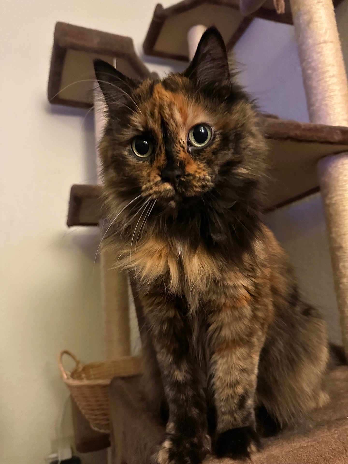 Pecksniffian joined the competition — help win amazing prizes! cat, tortoiseshell, fluffy, pet, indoor, cat_tree, curious, feline, whiskers, ears, eyes, fur, animal, cute, domestic, mammal, basket, brown, black, orange