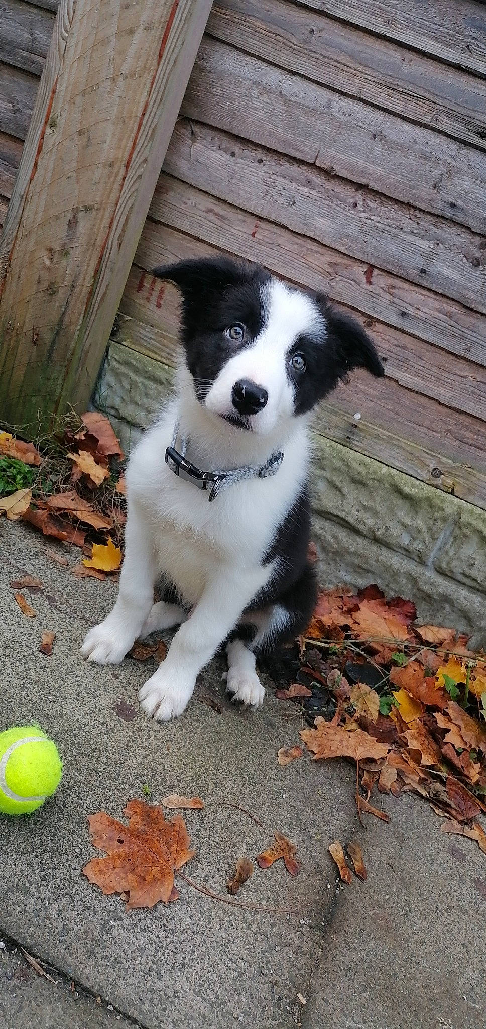 Hughie is registered to the contest to win money with this photo: ancient_dog_breeds, ball, canidae, carnivore, companion_dog, dog, dog_breed, fur, grass, herding_dog, non_sporting_group, plant, puppy, sporting_group, sports_toy, tail, tennis_ball, whiskers, working_animal, working_dog