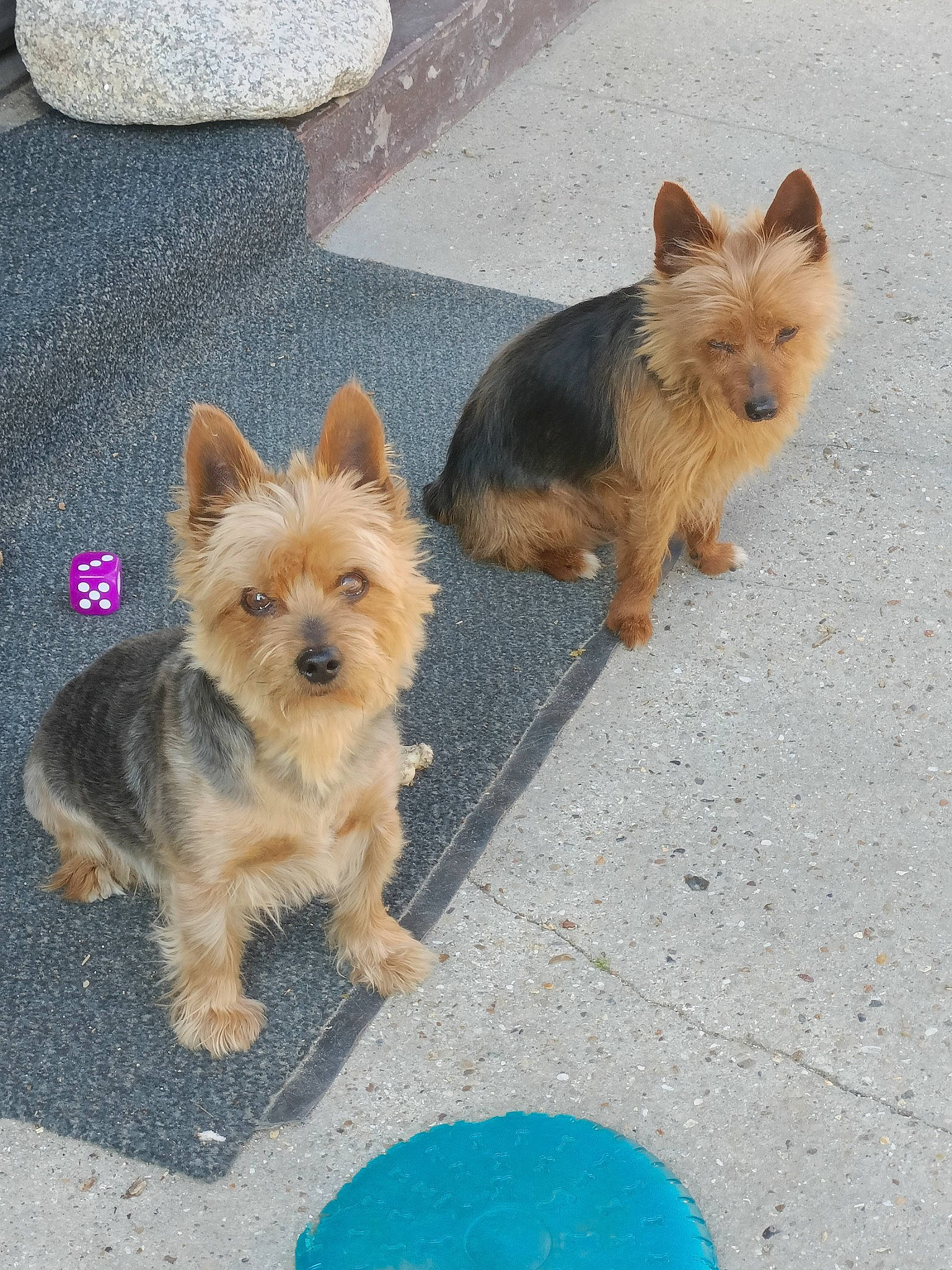Snoopy participe au concours pour gagner de l'argent avec cette photo : australian_terrier, biewer_terrier, blue, canidae, carnivore, companion_dog, dog, dog_breed, dog_supply, fawn, fur, non_sporting_group, small_terrier, snout, sporting_group, tail, terrier, toy_dog, windscreen_wiper, yorkipoo