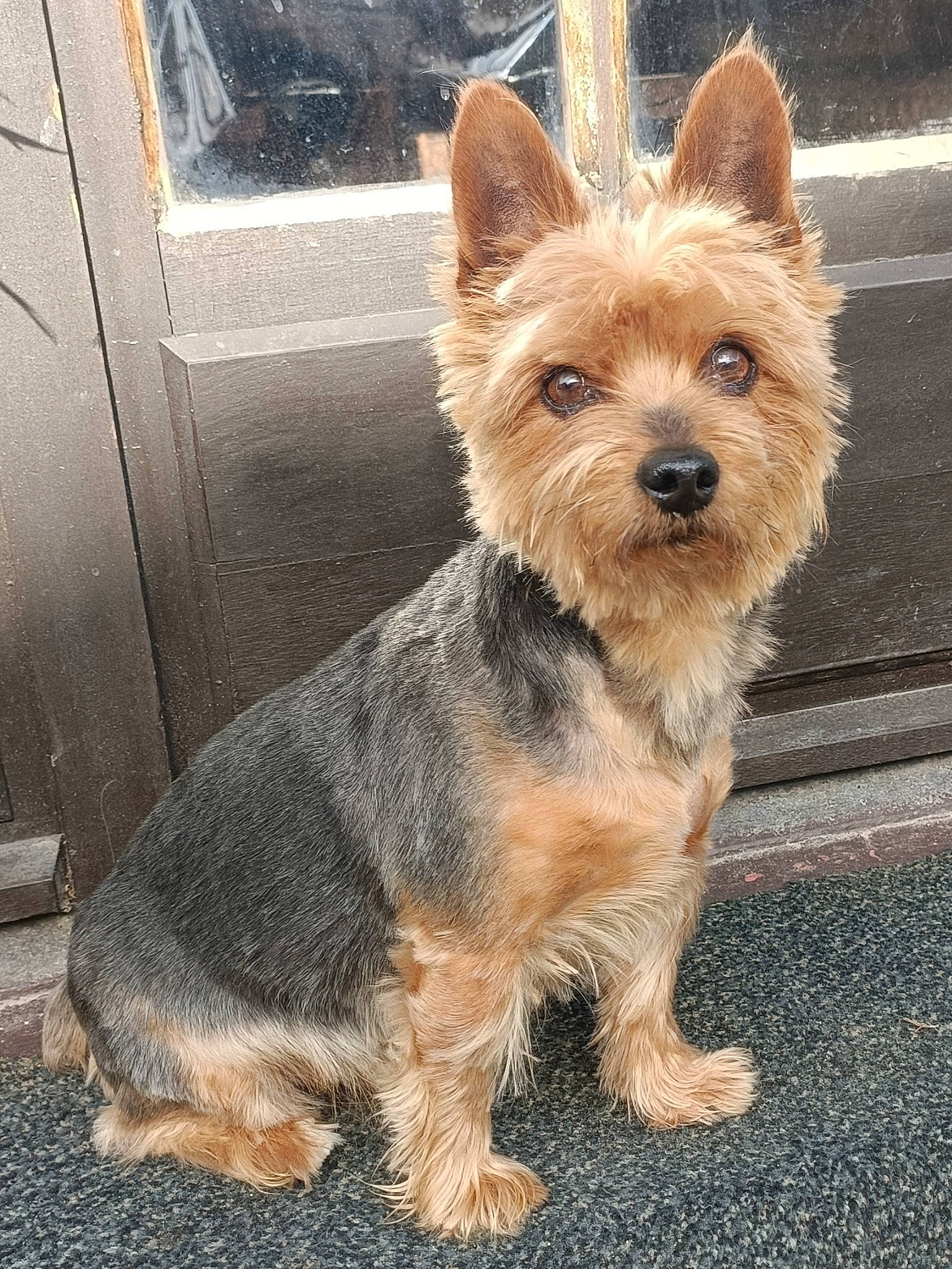 Snoopy a rejoint le concours — aidez-le/la à gagner de superbes lots ! biewer_terrier, canidae, carnivore, collar, companion_dog, dog, dog_breed, dog_supply, door, fawn, fur, liver, small_terrier, snout, sporting_group, terrestrial_animal, terrier, toy_dog, water_dog, windscreen_wiper