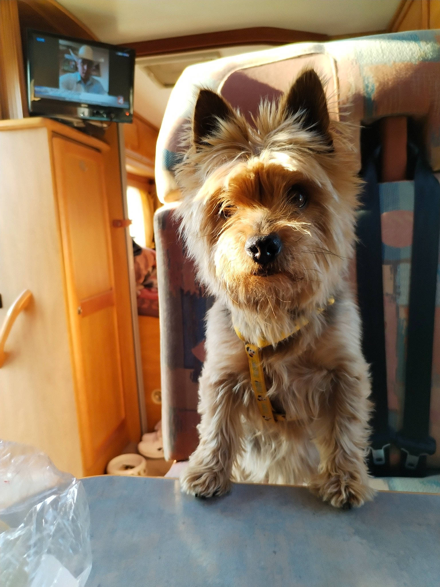 Snoopy participe au concours pour gagner de l'argent avec cette photo : biewer_terrier, carnivore, collar, companion_dog, dog, dog_breed, dog_supply, door, fawn, fur, home_appliance, party_hat, small_terrier, snout, tableware, terrier, toy_dog, working_animal, yorkipoo, yorkshire_terrier