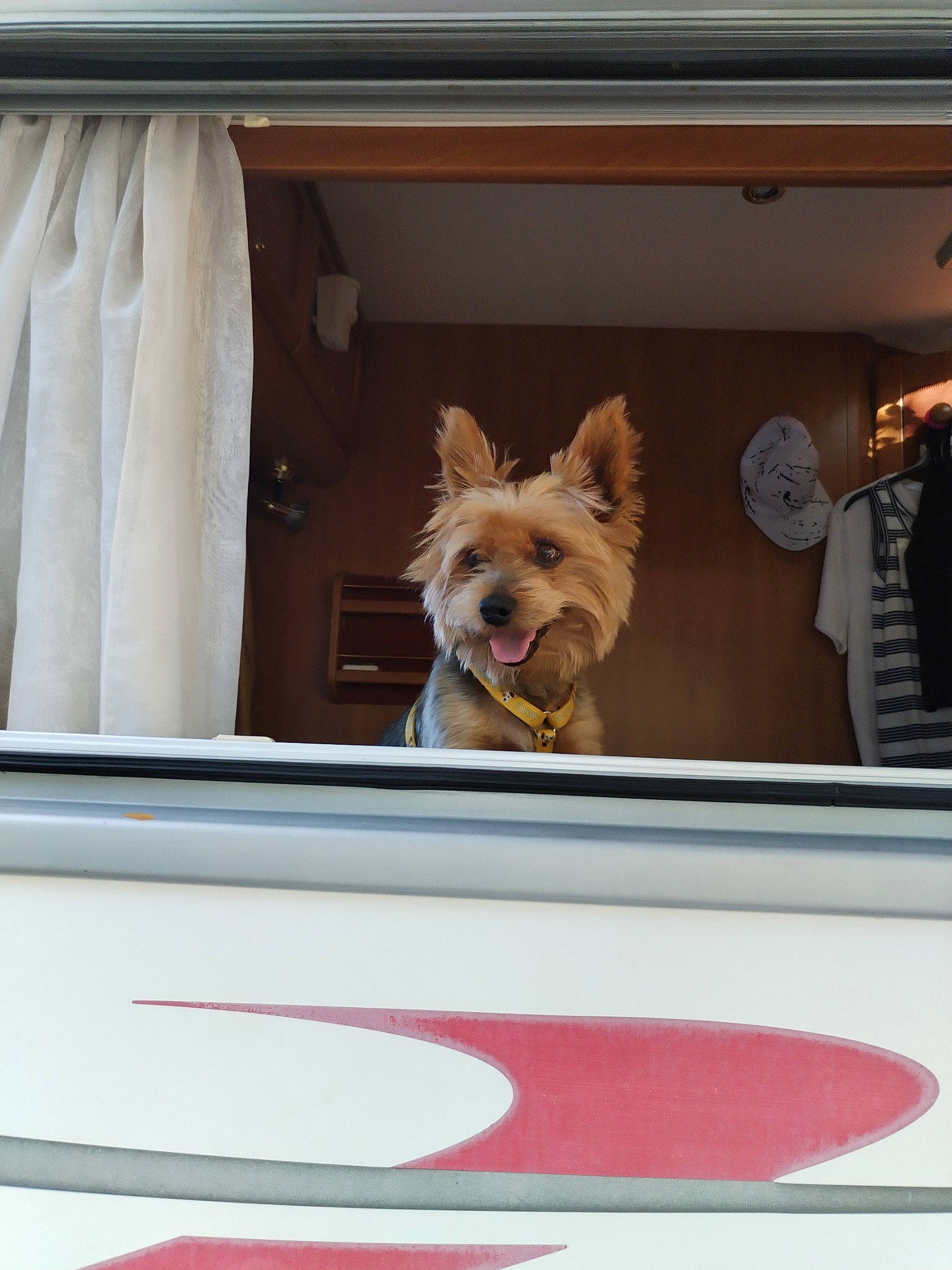 Snoopy participe au concours pour gagner de l'argent avec cette photo : canidae, carnivore, companion_dog, curtain, dog, dog_breed, dog_supply, fawn, liver, small_terrier, sporting_group, terrier, toy_dog, window, windshield, working_animal