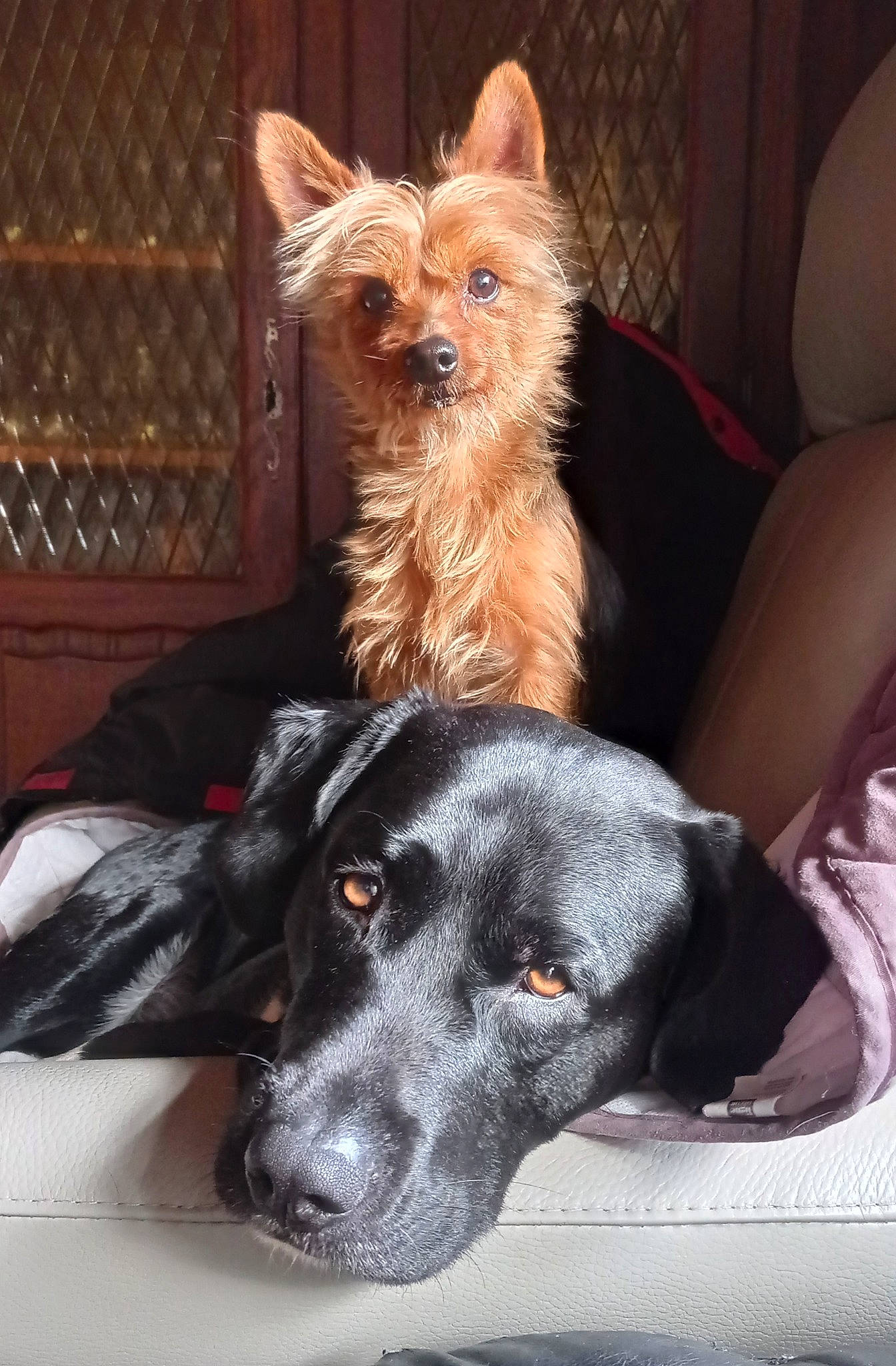 Twister a rejoint le concours — aidez-le/la à gagner de superbes lots ! australian_terrier, canidae, carnivore, comfort, companion_dog, couch, dog, dog_breed, dog_supply, ear, fawn, felidae, fur, liver, small_terrier, snout, sporting_group, toy_dog, whiskers, working_animal