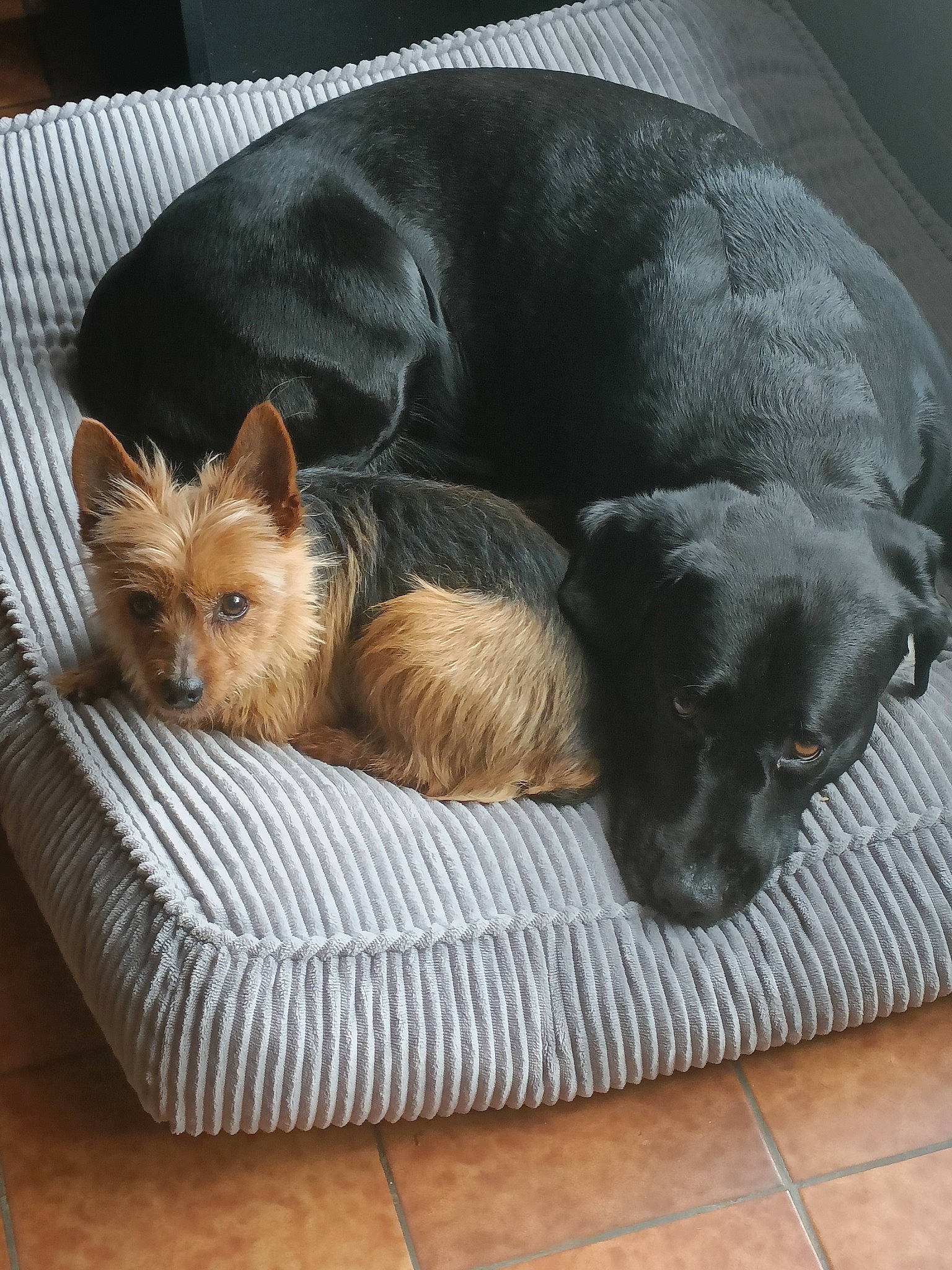 Twister a rejoint le concours — aidez-le/la à gagner de superbes lots ! bed, carnivore, comfort, companion_dog, dog, dog_bed, dog_breed, dog_supply, fawn, felidae, fur, liver, small_terrier, snout, sporting_group, tail, terrier, toy_dog, whiskers, yorkshire_terrier